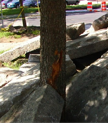 Watertown 2009: street work damage to trunk